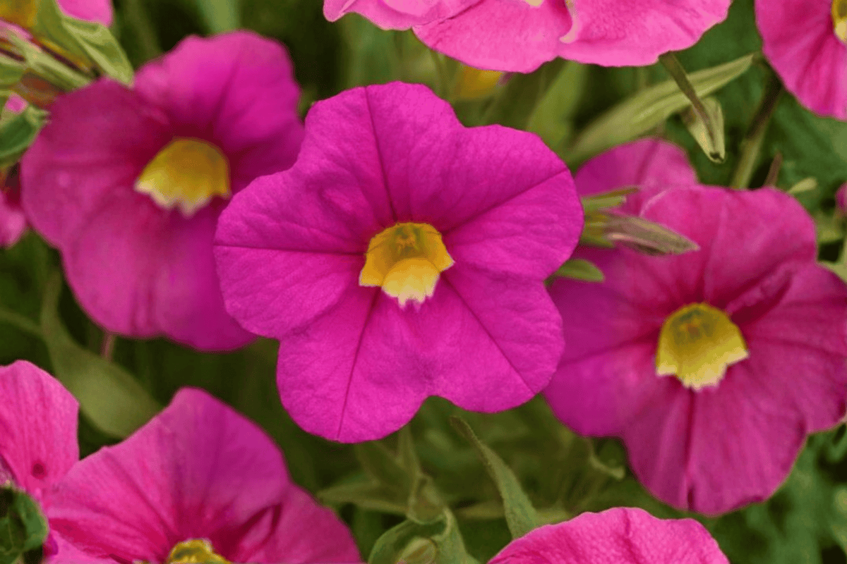 Calibrachoa MiniFamous Uno Pink Million Bells 4-Inch Pot - Live Plant