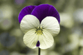 Penny White Jump-Up Horned Violet Live Plant – 4-Inch Pot (Viola cornuta 'Penny White Jump-Up')