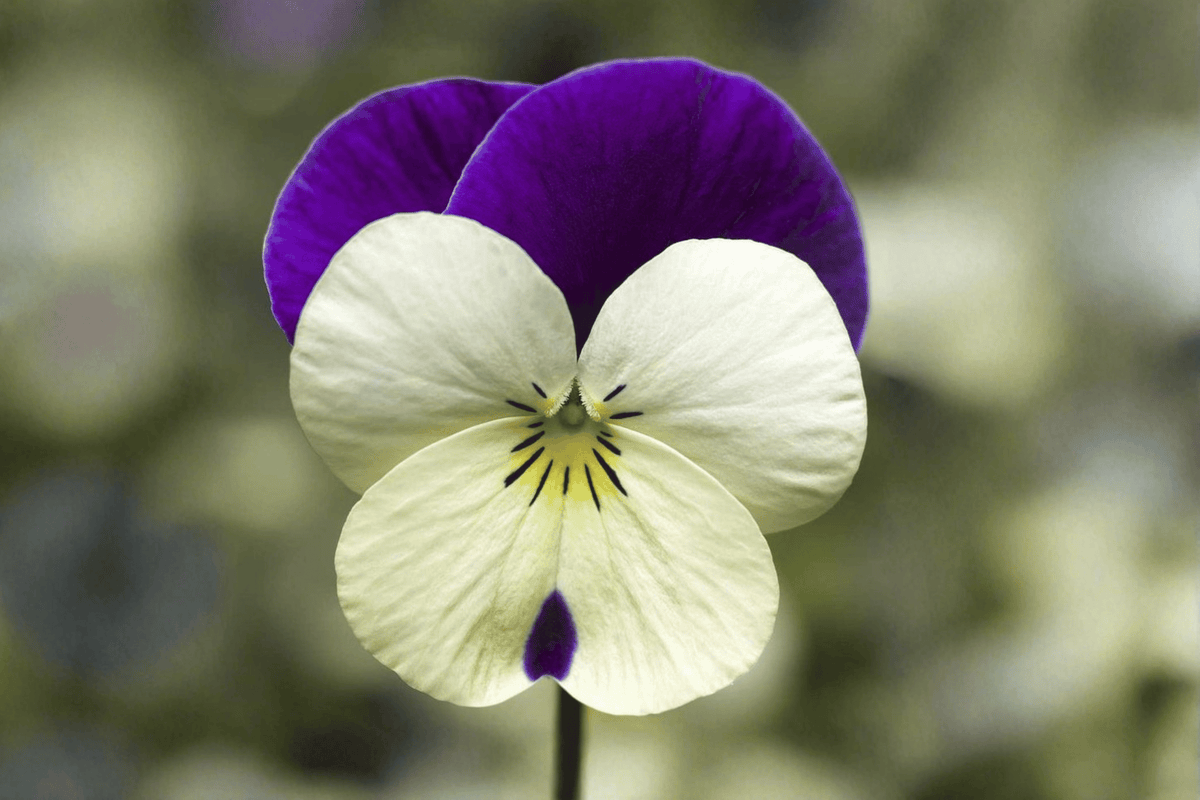 Penny White Jump-Up Horned Violet Live Plant – 4-Inch Pot (Viola cornuta 'Penny White Jump-Up')
