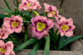 Always Afternoon Daylily Bare Root 3 Pack - Hemerocallis Perennial Orange-Red Blooms