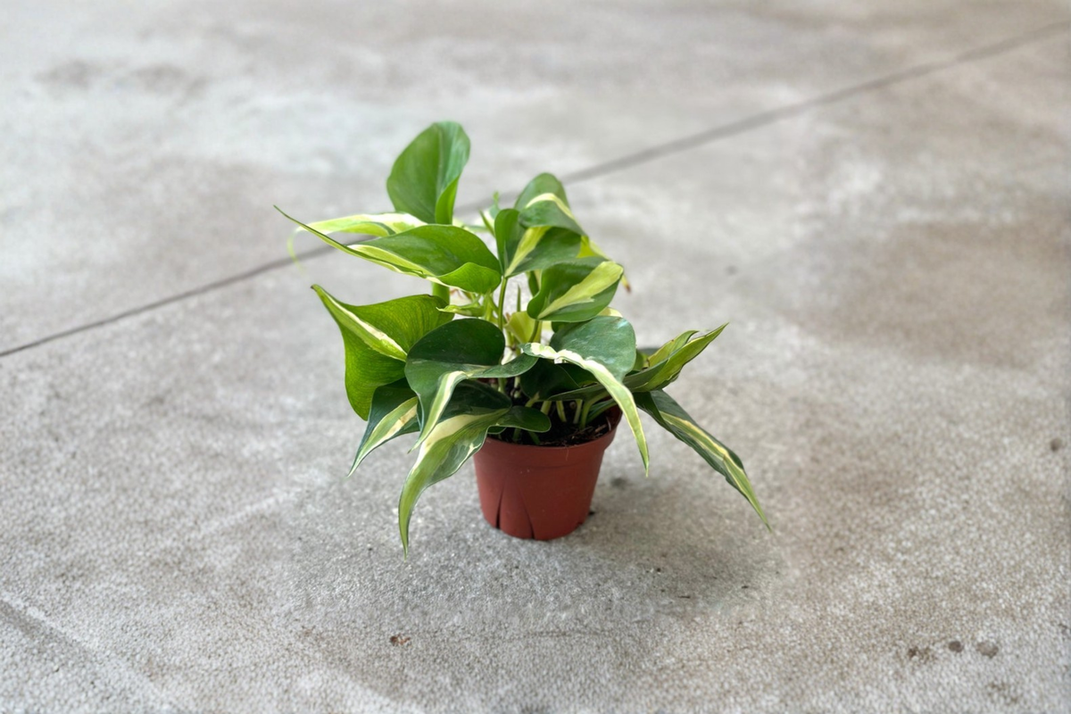 Philodendron Rio Live Plant - Variegated, Rooted Starter Plant