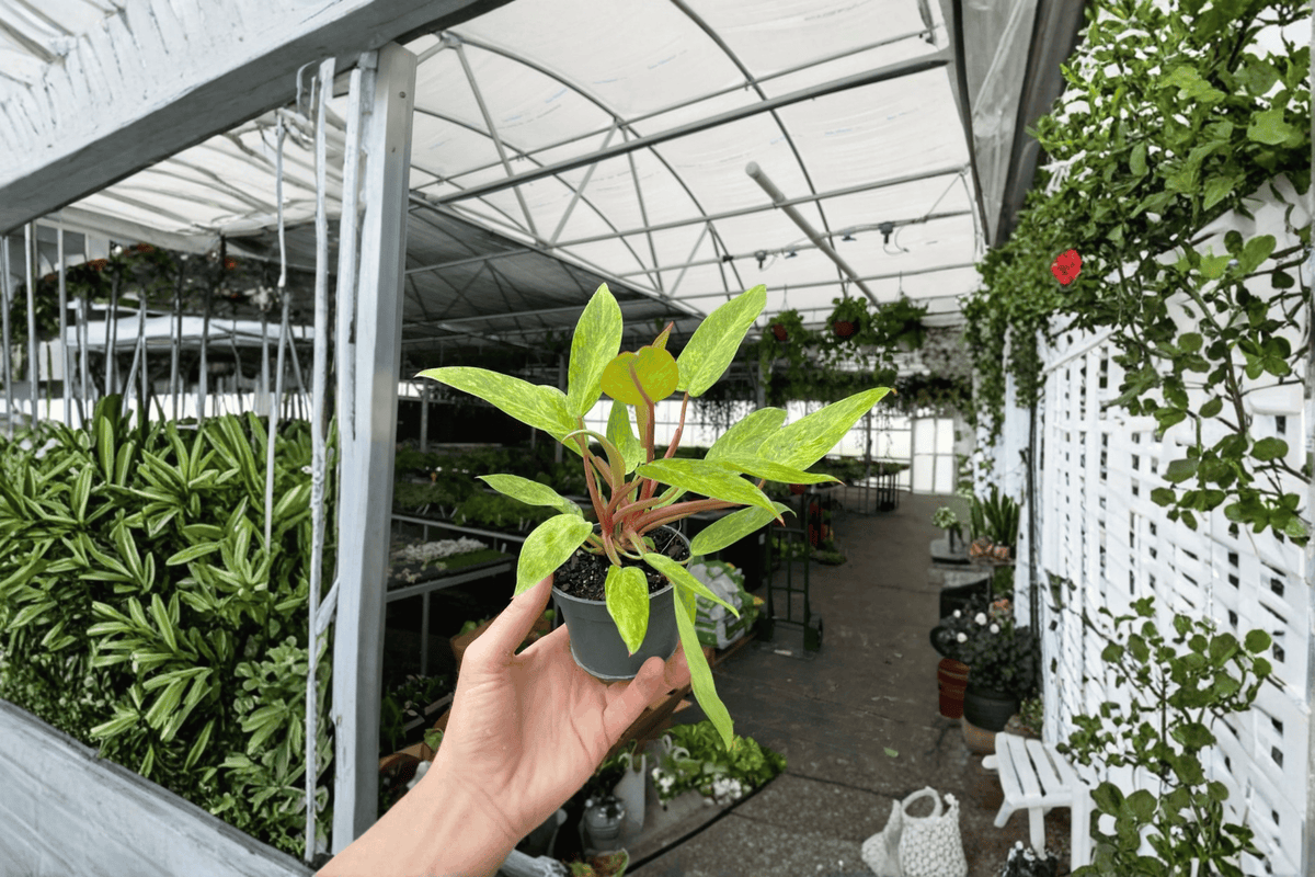 Philodendron 'Painted Lady' Live Plants – 2 Plants in 4-Inch Pots