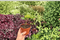 2 Exact Anthurium Xone × Subsignatum Live Plants (Bare Root) – 2"  Nursery Pots
