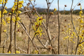 Heinrich Bruns Witch Hazel Bare Root 24" Hamamelis × intermedia ‘Heinrich Bruns’