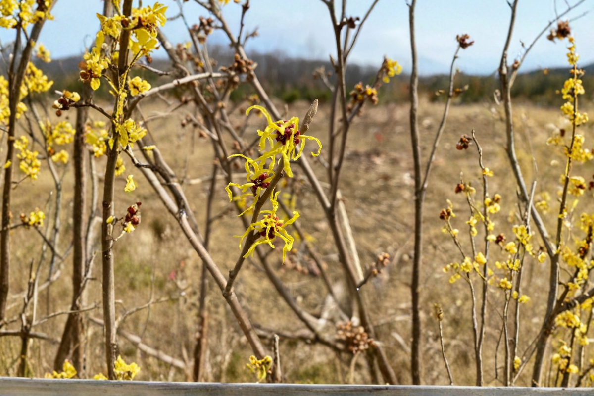 Heinrich Bruns Witch Hazel Bare Root 24" Hamamelis × intermedia ‘Heinrich Bruns’