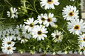 Surdaisy White Swan River Daisy - 1 Live Plant in 4-Inch Pot | Brachyscome Hybrid