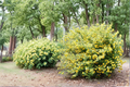 Golden Guinea Kerria japonica Live Plant — 4 Inch Pot, Spring Yellow Blooms, Starter Plant