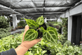 Anthurium MBR x HU x Red – 2 Live 4-Inch Pots (Exact Plants)