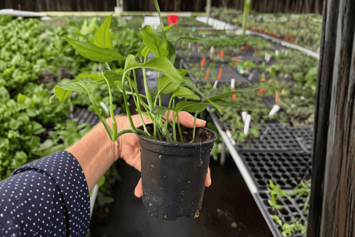Baltic Blue Pothos Epipremnum pinnatum ‘Baltic Blue’ – 2 Live Plants in 4-Inch Pots