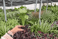 Syngonium Mango Allusion Starter Plants (2) – In Starter Plugs