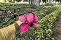 Calathea Purple Rose Starter Plants — 2-Pack, 2-Inch Pot | Goeppertia