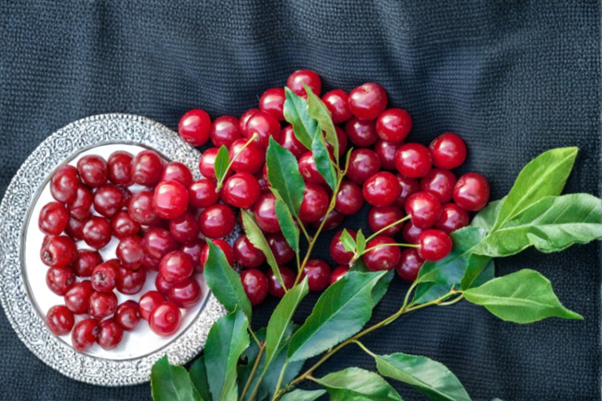 Stella Cherry Seeds - Dwarf Cherry Variety, 10 Seeds for Home Orchard, Garden or Container