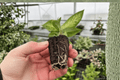 Dieffenbachia Starbright Starter Plants (2) – Starter Plants in 2" Pots