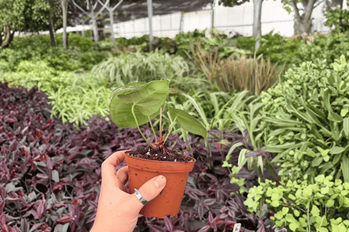 Anthurium Hoffmannii x Green Mamba - 2 Exact Live Plants in 4-Inch Pots