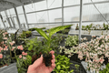 Dieffenbachia Starbright Starter Plants (2) – 2-Inch Nursery Pots, Fully Established Roots