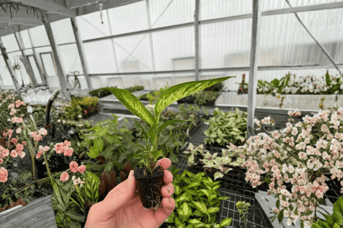 Dieffenbachia Starbright Starter Plants (2) – 2-Inch Nursery Pots, Fully Established Roots