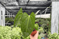 Anthurium Hoffmannii × Red Gunsal Live Plants — 4-Inch Pots (2) | Exact Plants