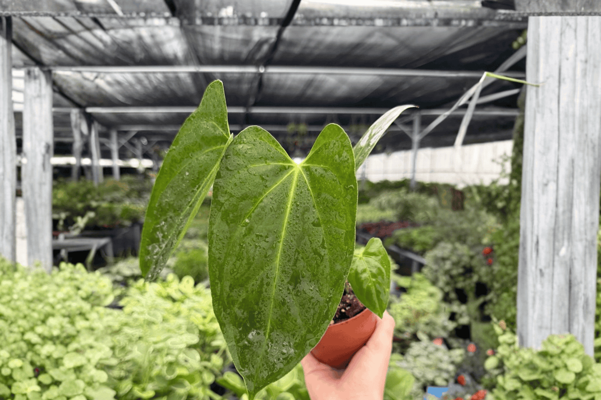 Anthurium Hoffmannii × Red Gunsal Live Plants — 4-Inch Pots (2) | Exact Plants