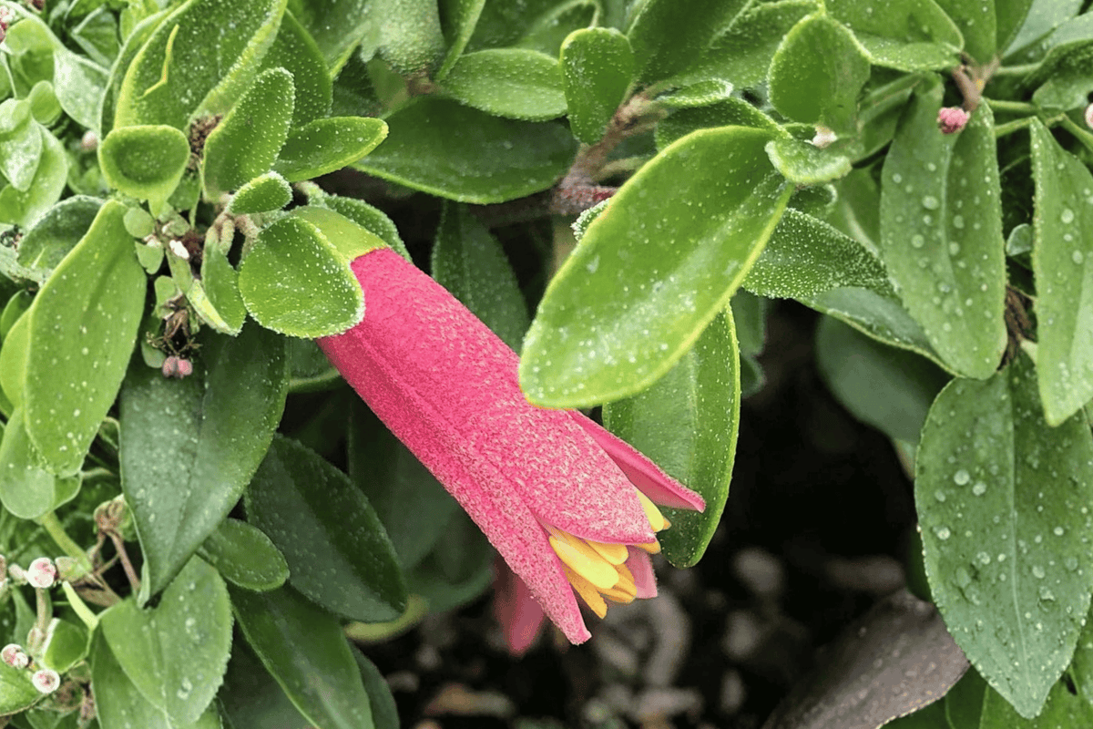 Carmine Bells Australian Fuchsia Correa ‘Carmine Bells’ - 1 Gallon Live Plant