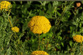 Coronation Gold Fernleaf Yarrow 4-Inch Pot | Achillea ‘Coronation Gold’ – 1 Live Plant
