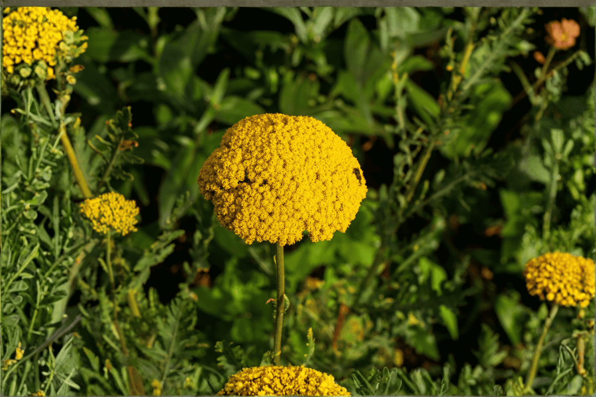 Coronation Gold Fernleaf Yarrow 4-Inch Pot | Achillea ‘Coronation Gold’ – 1 Live Plant