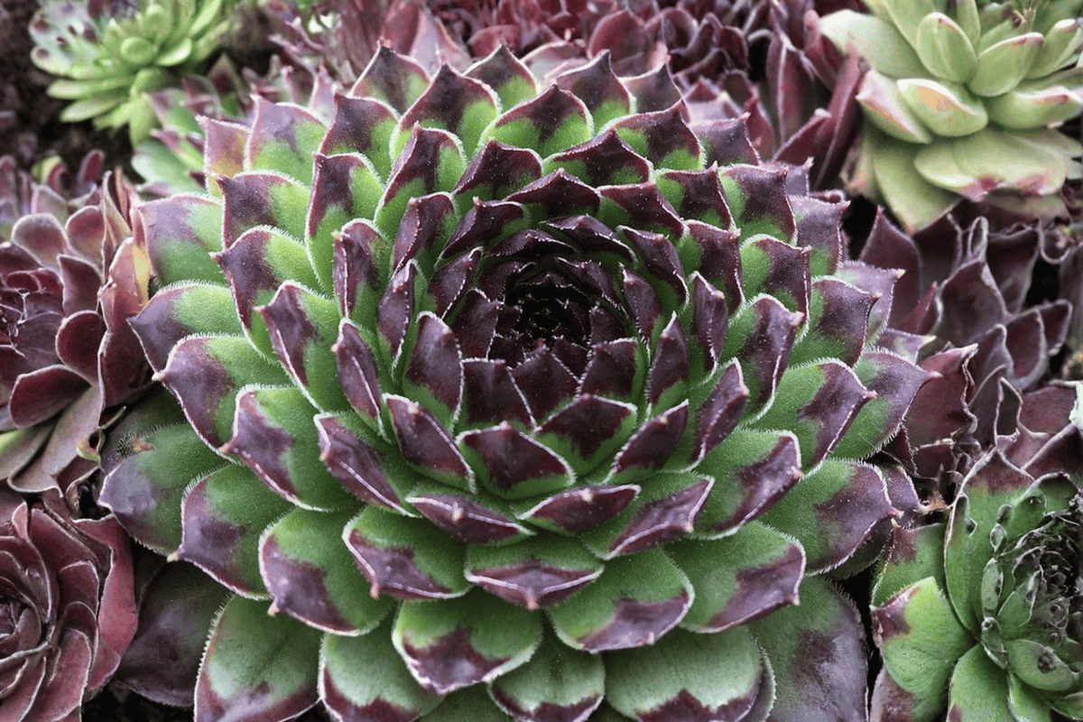 Sempervivum 'Appletini' Chick Charms Hens and Chicks - 4-Inch Pot