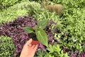 Anthurium Stickly x Guna Yala 2-Pack | 4-Inch Potted Live Plants
