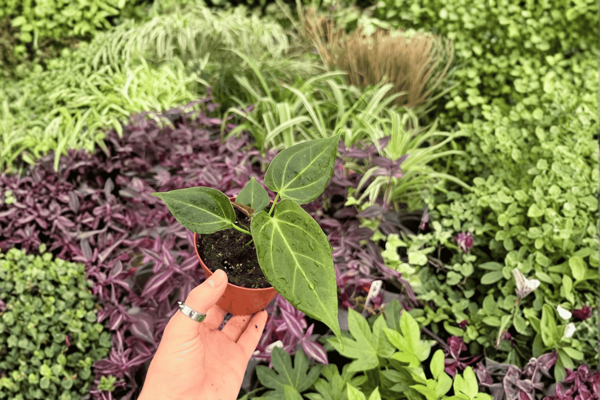 Anthurium Stickly x Guna Yala 2-Pack | 4-Inch Potted Live Plants