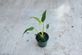 Monstera Burle Marx Flame | Rooted Starter Plant