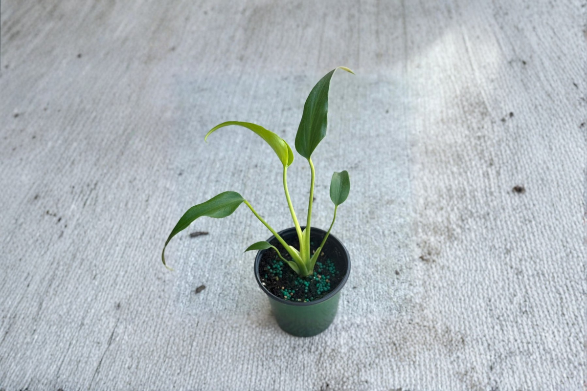 Monstera Burle Marx Flame | Rooted Starter Plant