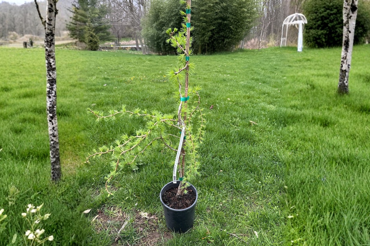 European Larch Bonsai Tree Larix decidua ‘Horstmann’s Recurved’ – 18 in, 1 Gallon Pot