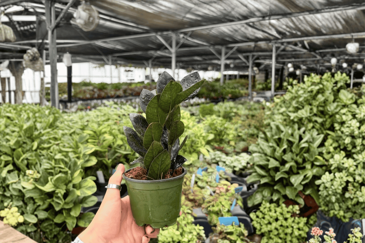 ZZ Black Queen Live Plants - 2 Pack in 4-Inch Pots - Zamioculcas zamiifolia ‘Black Queen’