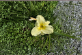 Daylily Sunday Gloves Bare Root Plants - 3 White Hemerocallis Perennial