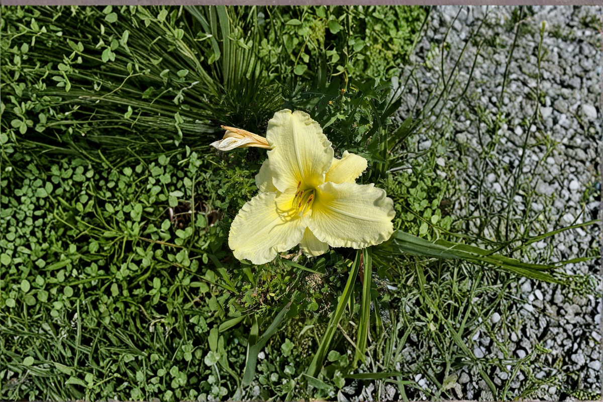 Daylily Sunday Gloves Bare Root Plants - 3 White Hemerocallis Perennial