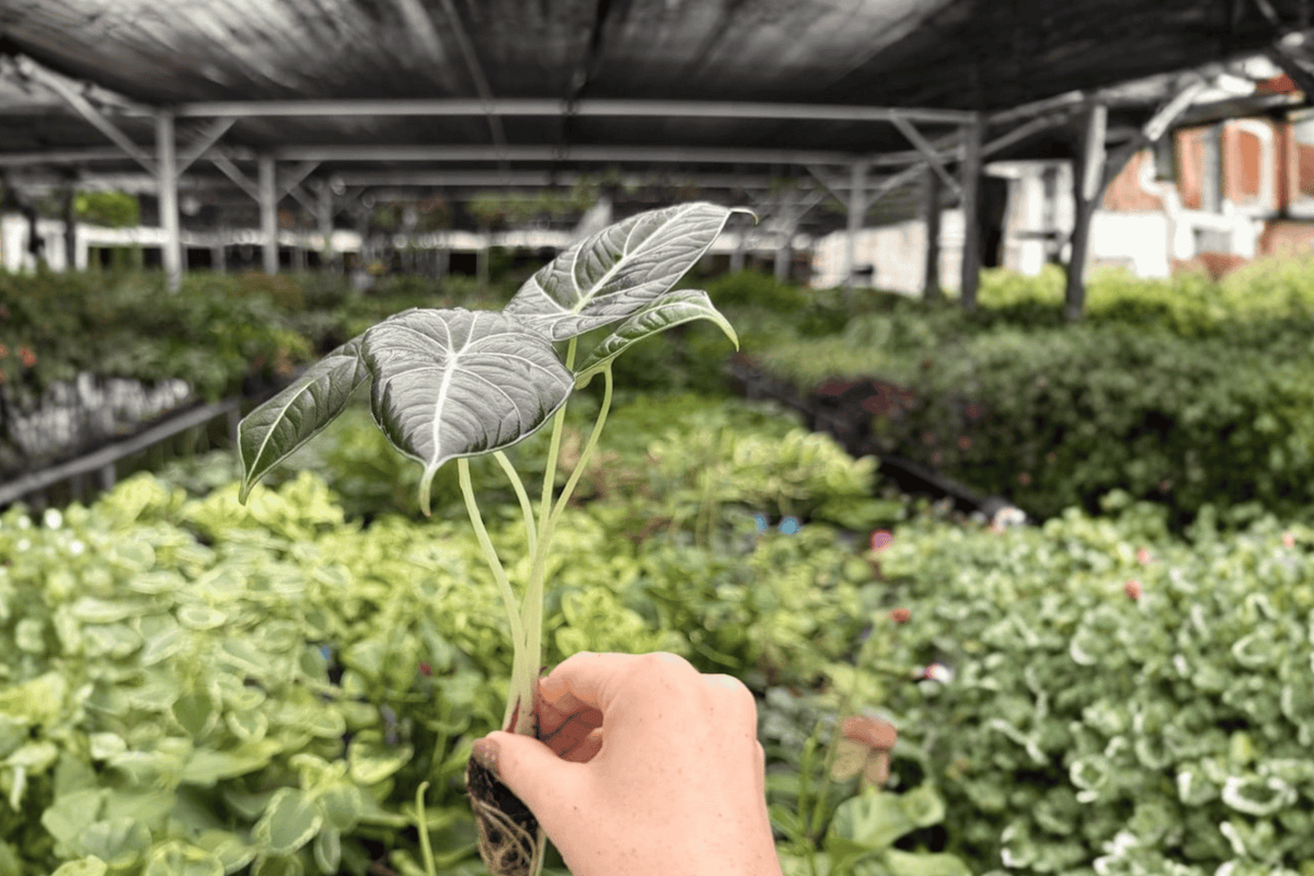 Alocasia Black Velvet Starter Plants (2) – Alocasia reginula