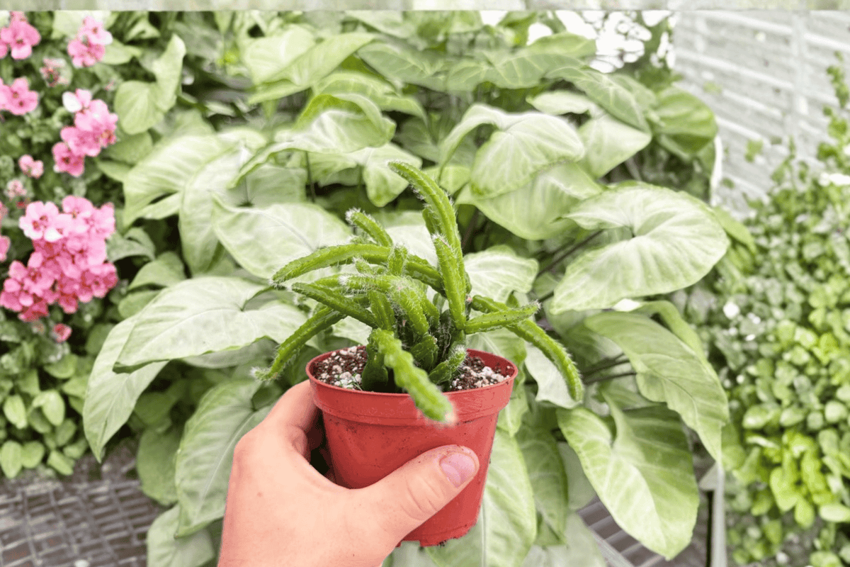 Rhipsalis sulcata - 2 Bare Root Live Plants, 4-Inch Pot Size