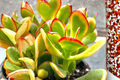 Sunset Jade Crassula Ovata Variegated Succulent - 4 Inch Pot