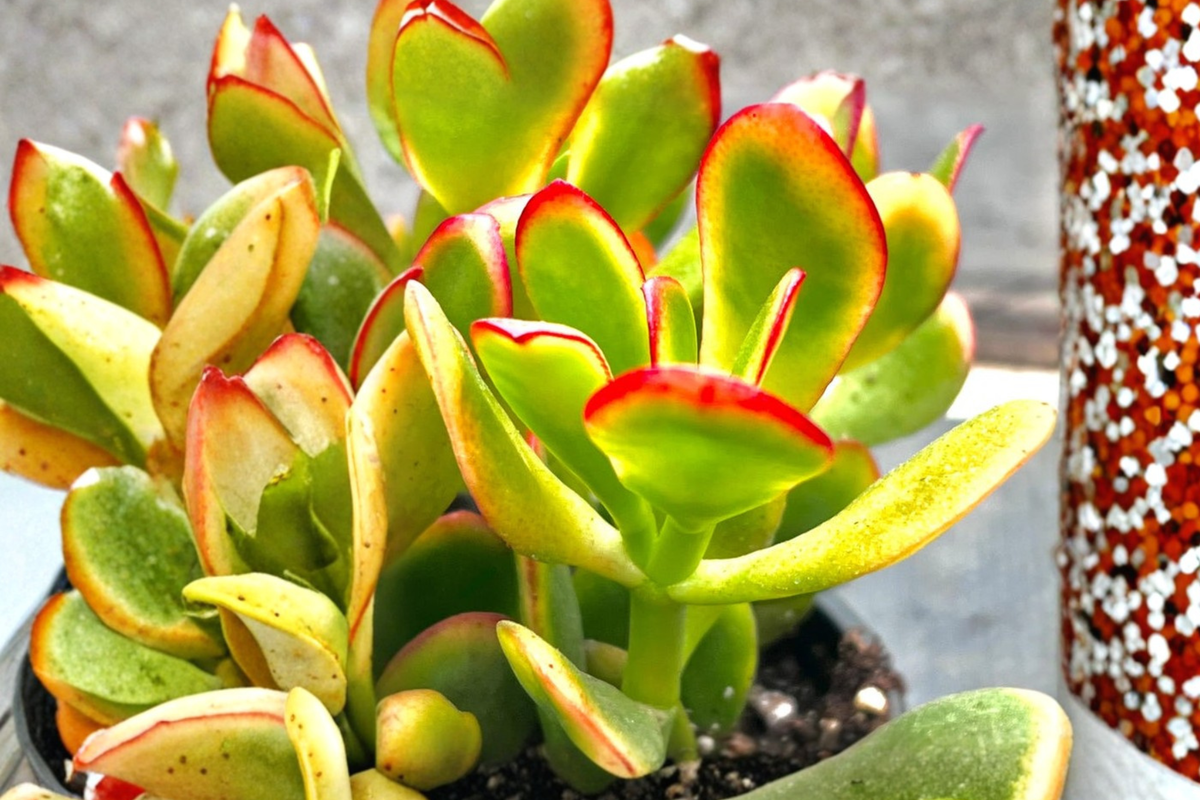 Sunset Jade Crassula Ovata Variegated Succulent - 4 Inch Pot