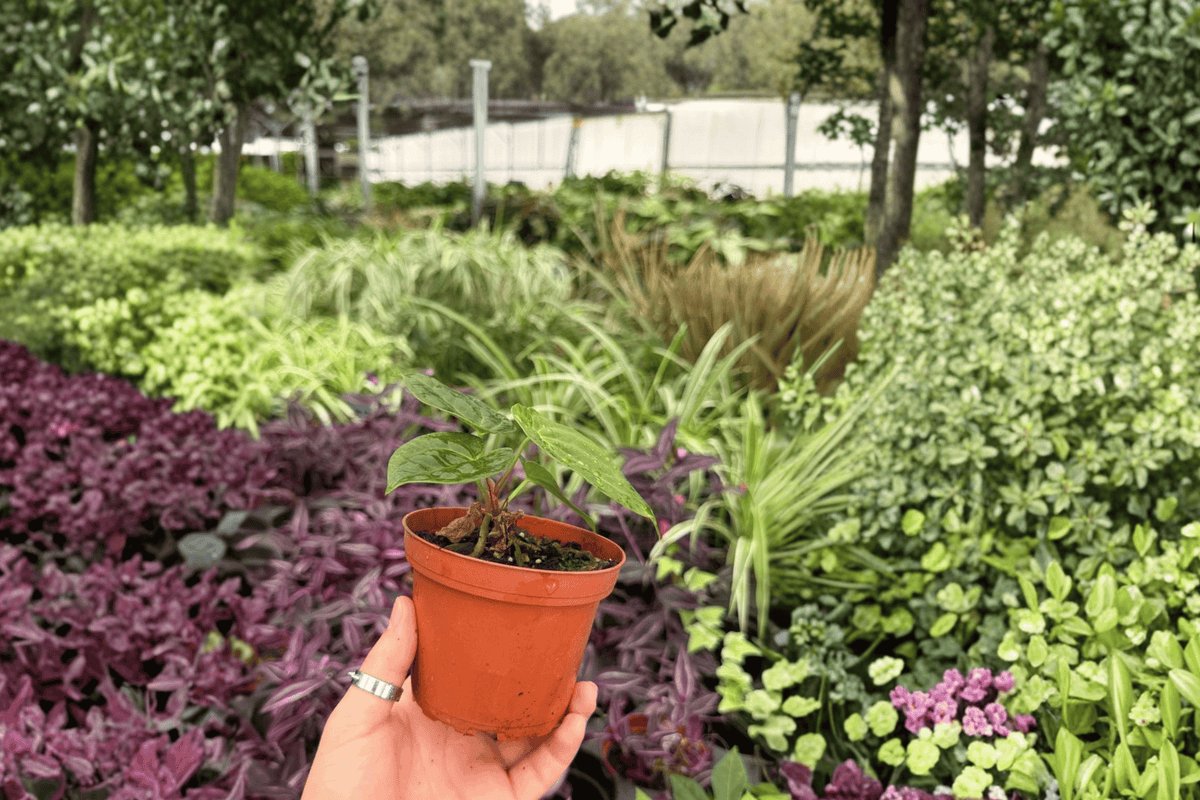 Anthurium AOS x Silver - 2 Live Plants in 4-Inch Pots (Exact Plants)