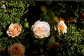 Moonlight in Paris Rose Live Starter Plant | Hybrid Tea Rose Bush