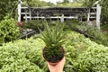 Sansevieria Francisii (Dracaena francisii) – 2 Live Plants in 4-Inch Pots