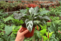 Calathea Stella (Goeppertia Stella) - 2 Exact Live Plants in 4" Pot (Potted or Bare-Root Shipping Confirmed)