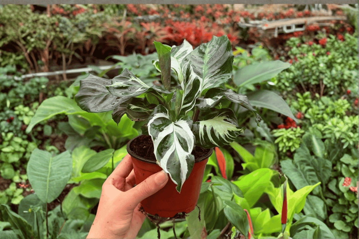 Calathea Stella (Goeppertia Stella) - 2 Exact Live Plants in 4" Pot (Potted or Bare-Root Shipping Confirmed)