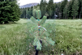 Buchanan’s Gold Scots Pine Pinus sylvestris ‘Buchanan’s Gold’ – 1 Gallon Live Evergreen Tree