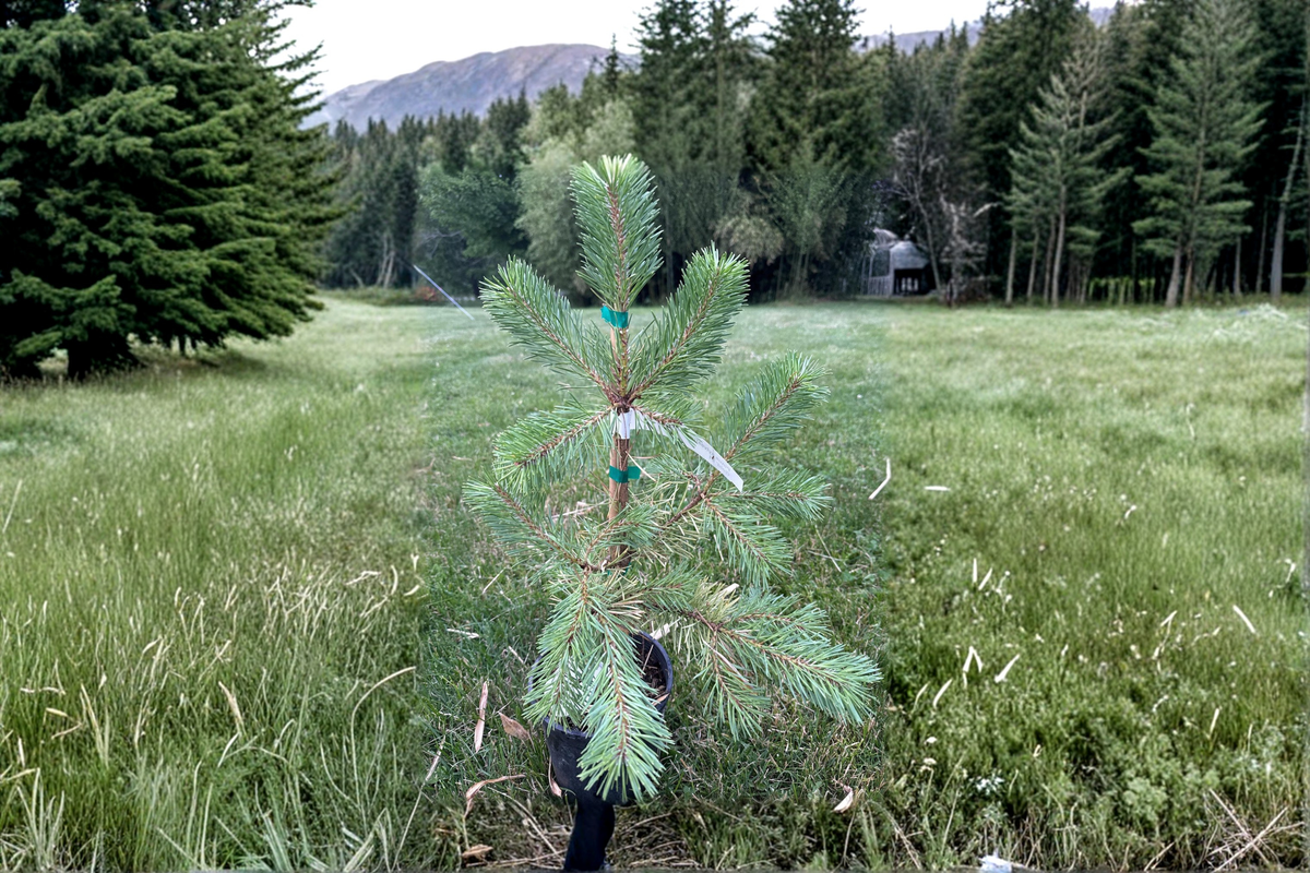Buchanan’s Gold Scots Pine Pinus sylvestris ‘Buchanan’s Gold’ – 1 Gallon Live Evergreen Tree