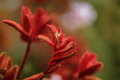 Bush Ranger Kangaroo Paw Anigozanthos Bush Ranger - 1 Gallon Live Plant
