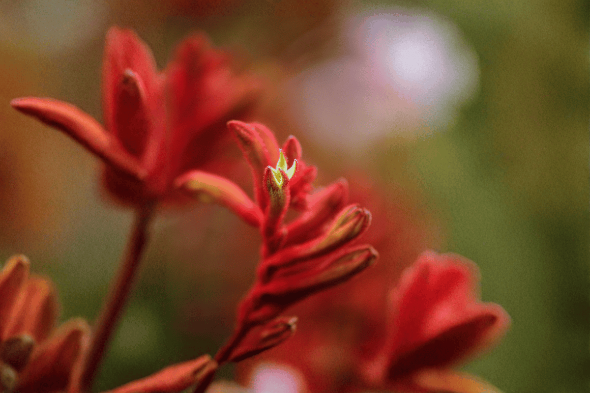 Bush Ranger Kangaroo Paw Anigozanthos Bush Ranger - 1 Gallon Live Plant