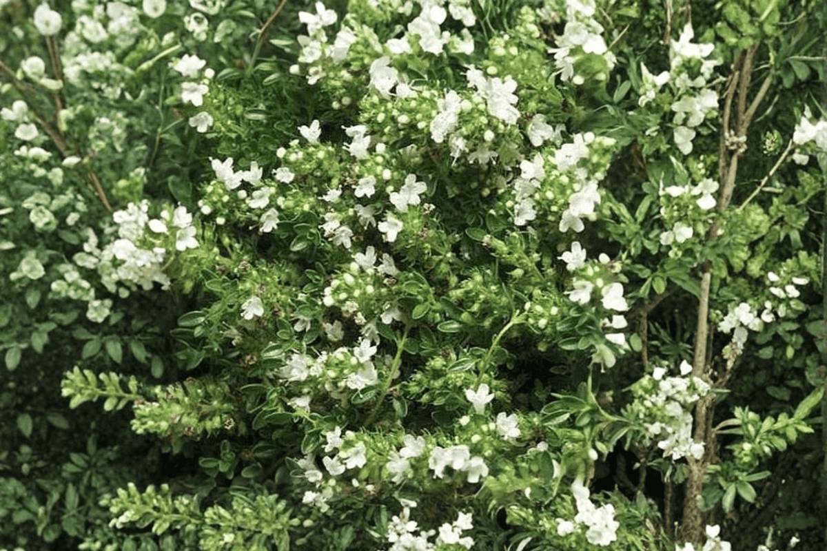 White Creeping Thyme Albiflorus - 1 Live Plant in 4-Inch Pot