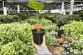 Alocasia Regal Shields - 2 Exact Live Plants in 4-Inch Pots