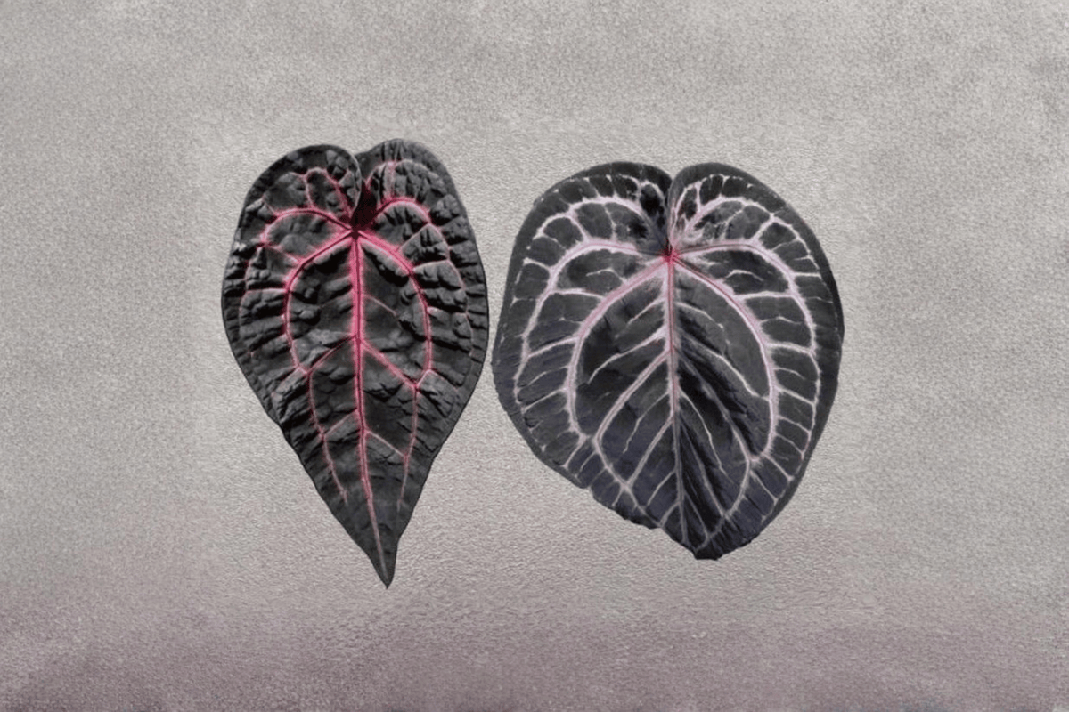 Anthurium Dream Weaver × Michelle Tissue Culture Starter Plants (2 Bare Root)